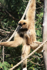 Weisshandgibbon