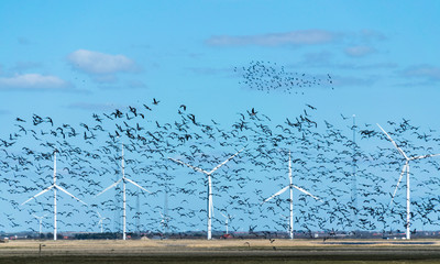 Many birds fly in the background of wind turbines