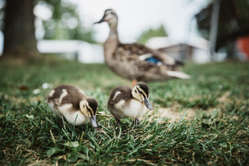 Mallard Duck mother and her ducklings on their regular visit of morning camp site near the Lake of Constance