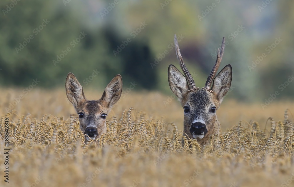 Poster roebuc with roe during mating season. Wildlife scene from nature. Roebuck in the  cornfield. 