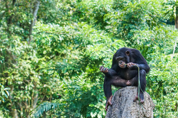 chimpanzee resting and eating on a rock