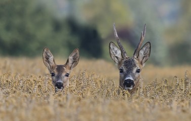 roebuc with roe during mating season. Wildlife scene from nature. Roebuck in the  cornfield. 