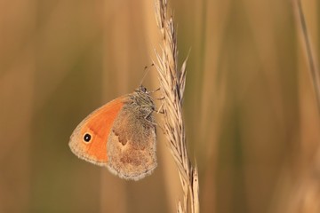 Butterfly Small heath on brown background. (Coenonympha pamphilus) Beautiful butterfly in the sunset. Widlife scene from nature