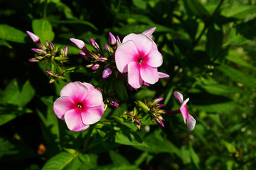 pink flowers in garden