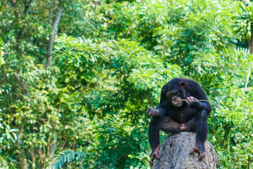 chimpanzee resting and eating on a rock