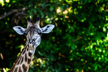 Seitenansichten einer Giraffe