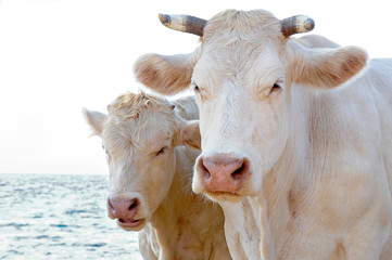 portrait of two white cows