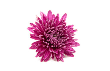 chrysanthemum isolated