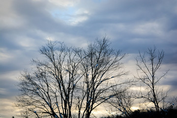 Obraz na płótnie Canvas Winter Trees
