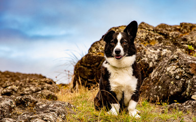 Corgi in the rocks