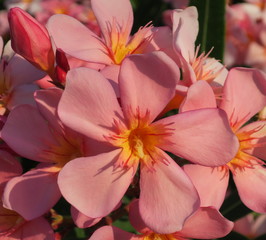 Détail de fleur du laurier rose