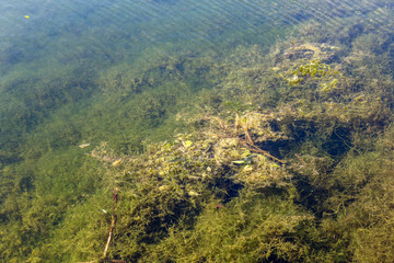 Algae closeup in lake waters with crystal texture. A bed of green algae under water.