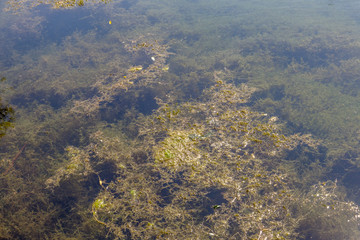 Fototapeta na wymiar Algae closeup in lake waters with crystal texture. A bed of green algae under water.
