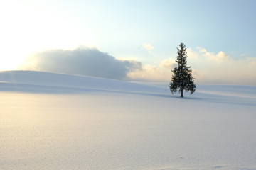 Christmas tree in Biei Hokkaido Japan, Winter season. - obrazy, fototapety, plakaty