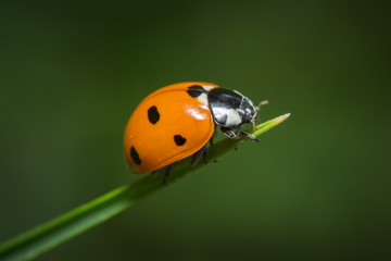 Coccinelle à 7 points (coccinella septempunctata) sur un brin d'herbe