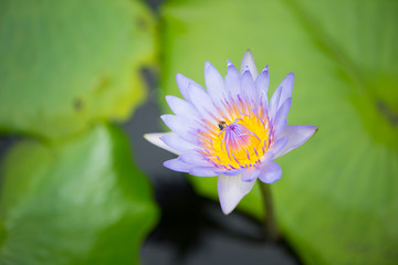 Water lily or lotus flower and bee on green leaves background
