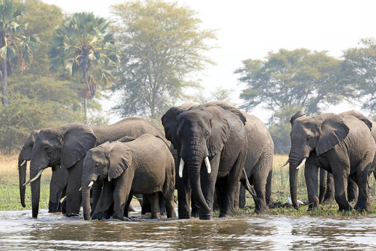 African elephants in Malawi