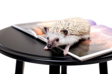 Little African hedgehog on a white background on a book