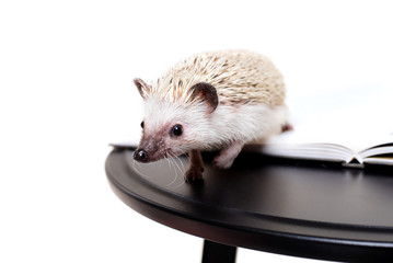 Little African hedgehog on a white background on a book