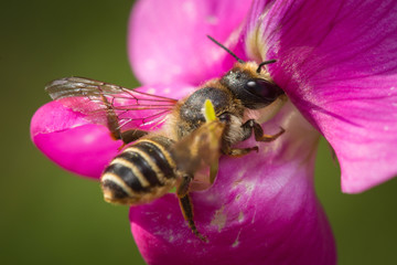 Abeille butinant une fleur