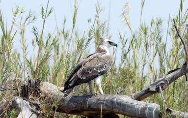 Immature Martial Eagle