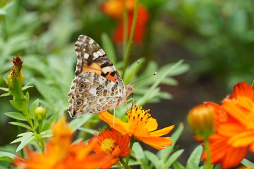 butterfly on flower