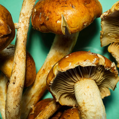 Macro photo of Cinnamon Cap Mushrooms .