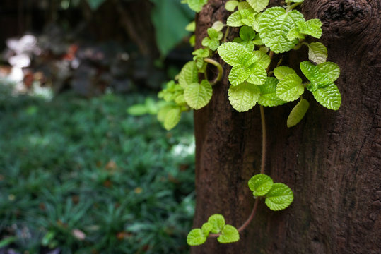 The episcia plant is growth up on a timber bark.