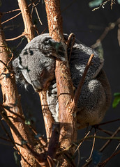 Koala sleeping on the tree. Latin name - Phascolarctos cinereus