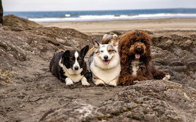 3 dogs at the beach