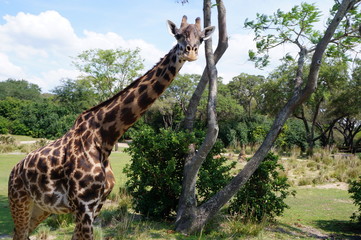 giraffe in the savannah