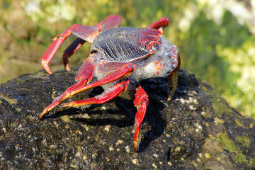rote_Klippenkrabbe