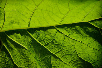 Macro detail of the veins on a bright green leaf