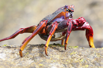 rote_Klippenkrabbe