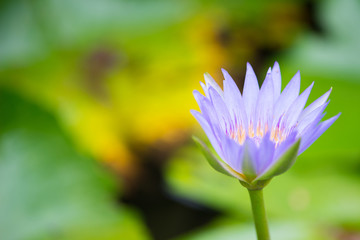 Water lily or lotus flower on green leaves background