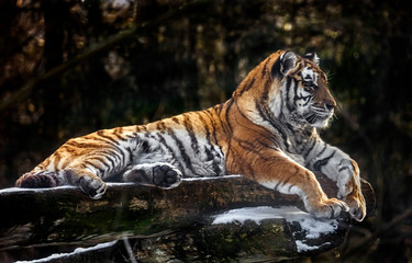 Siberian tiger on the beam. Latin name - Panthera tigris altaica