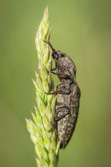 Taupin à plaques velues (agrypnus murinus) sur un épis