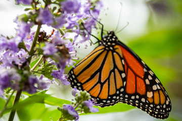 Orange Butterfly