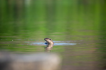 Smooth coated otter or Lutrogale pers mirror image playing in green calm water of ramganga river at jim corbett national park, uttarakhand, india