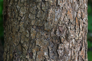 apple bark. tree bark texture. Endless wooden background for web page fill or graphic design