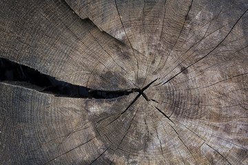 Stump  tree felled - section of the trunk with annual rings. Slice wood.