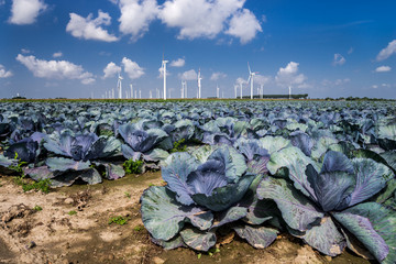 Rotkohl und Windkraft in Dithmarschen