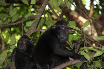 Humanlike Celebes Crested macaques are looking into the camera, sitting on trees in the jungle of Sulawesi, Indonesia.