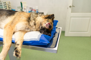 Dog in the animal hospital. German shepherd lying on the operating room before surgery. (Health, animal, hospital, treatment, medicine concept)