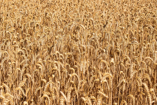 Wheat field at summer sunny day.