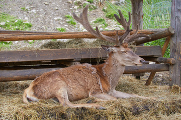 Red deer pack while dozing