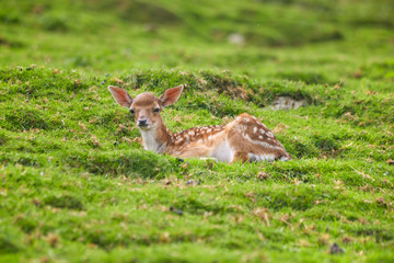 Fototapeta premium Red young deer pack while dozing
