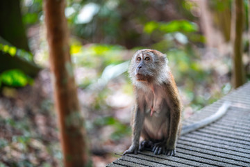 Singapore - July 2019: Long-tailed macaque in MacRitchie Nature Reserve