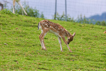 Naklejka na ściany i meble Young fawn in the pasture.