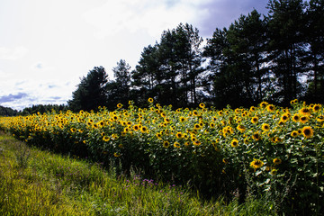 Field of bright yellow sunflowers on a clear summer day